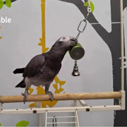 Voice Recordable Bird Toy with Metal Bell – Interactive Training & Play for Parrots, Cockatiels, and More