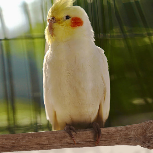 Heated Bird Perch Stand for Cage - Adjustable Temperature Parrot Perch Warmer with Anti-Bite Protection for Parakeets, Budgies, and Cockatiels