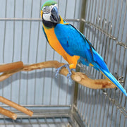 Natural Wooden Bird Perch – Parrot Stand &amp; Cage Accessory